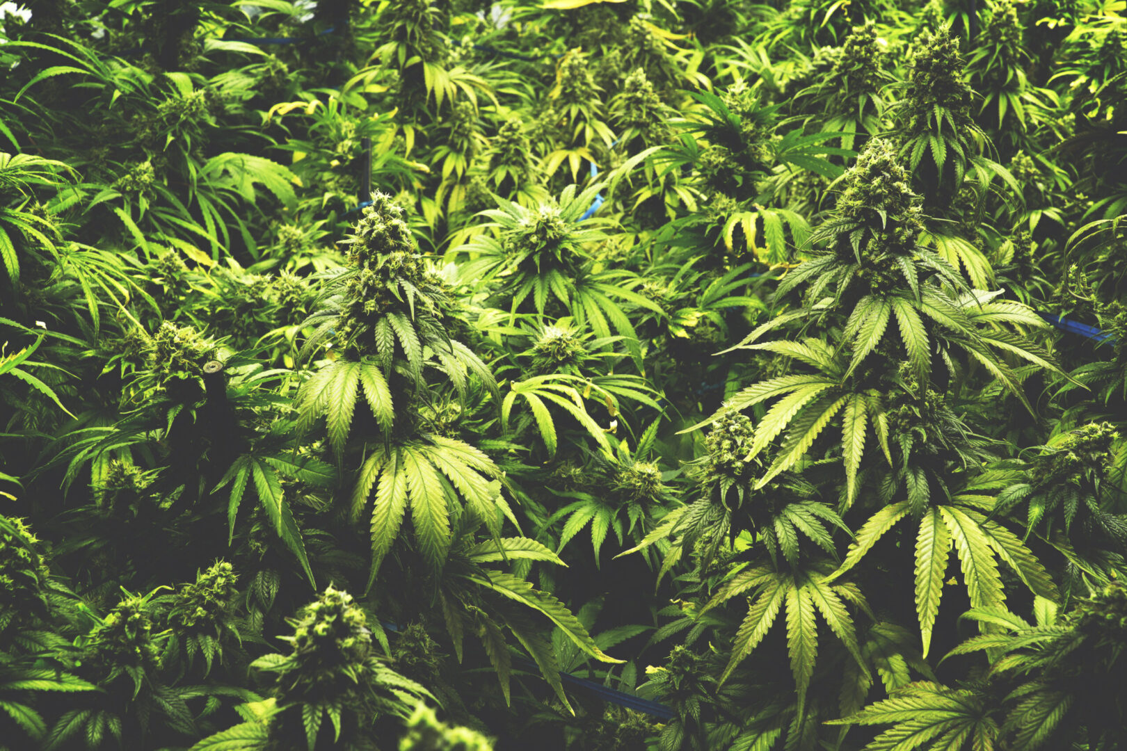 thc-v guide