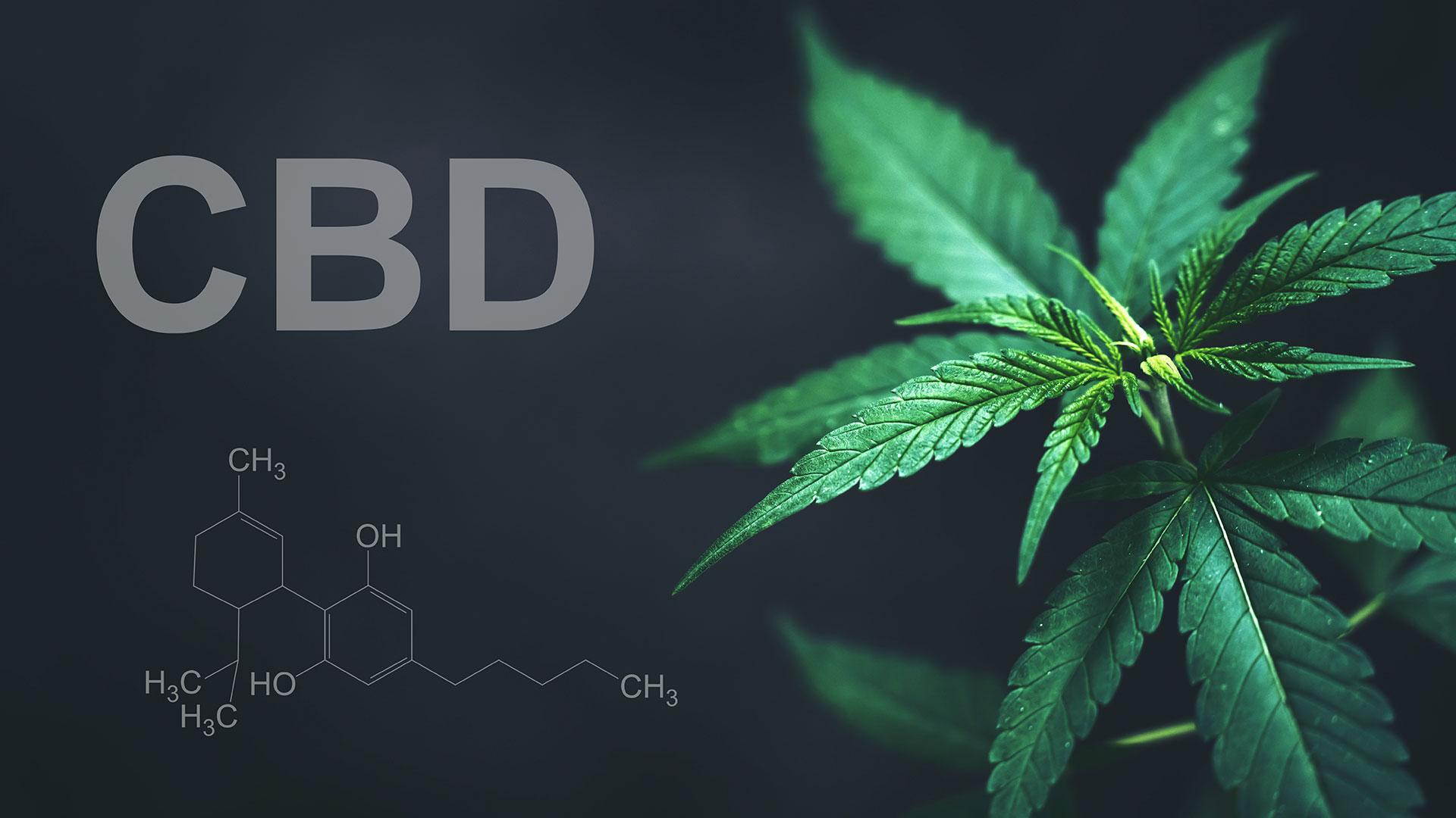 what is cbd vs cbn